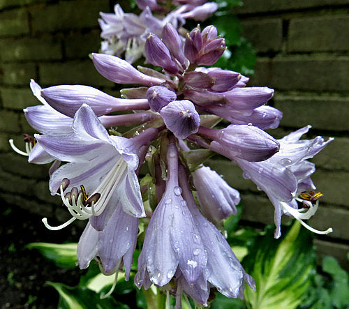 Hosta 'Lakeside Paisley Print'