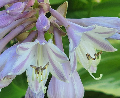 Hosta 'Lakeside Paisley Print'