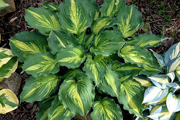 Hosta 'Lakeside Paisley Print'