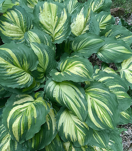 Hosta 'Lakeside Paisley Print'