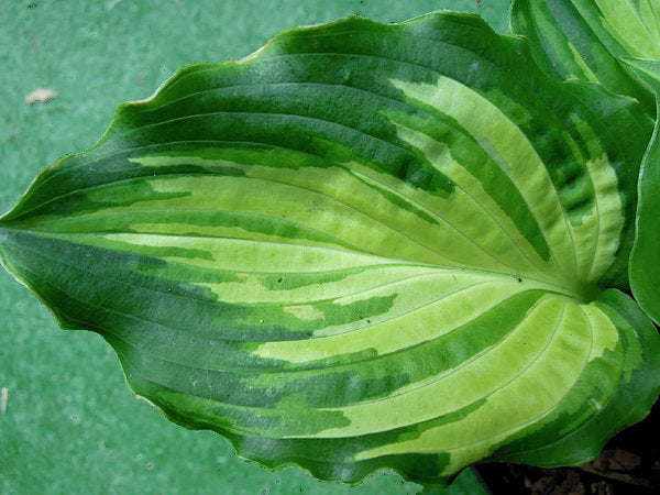 Hosta 'Lakeside Paisley Print'