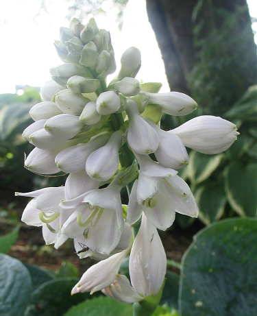 Hosta 'Lakeside Sapphire Pleats'