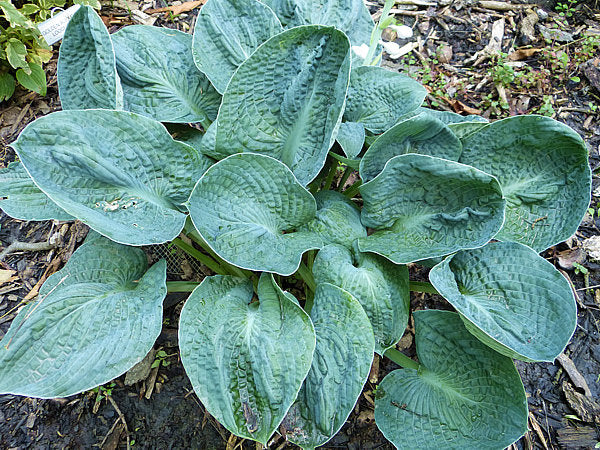 Hosta 'Lakeside Sapphire Pleats'