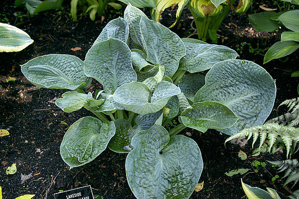 Hosta 'Lakeside Sapphire Pleats'