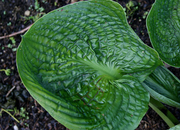 Hosta 'Lakeside Sapphire Pleats'