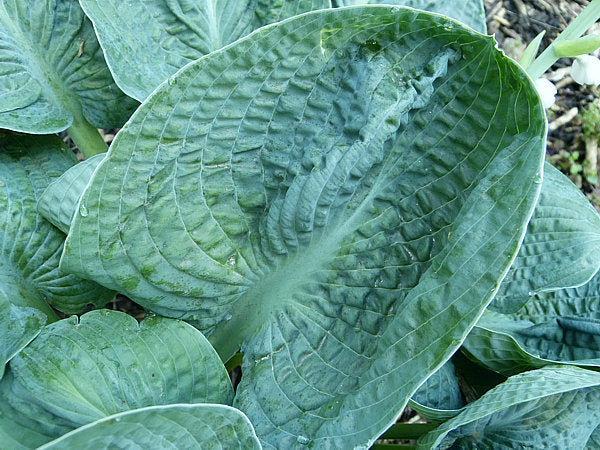 Hosta 'Lakeside Sapphire Pleats'