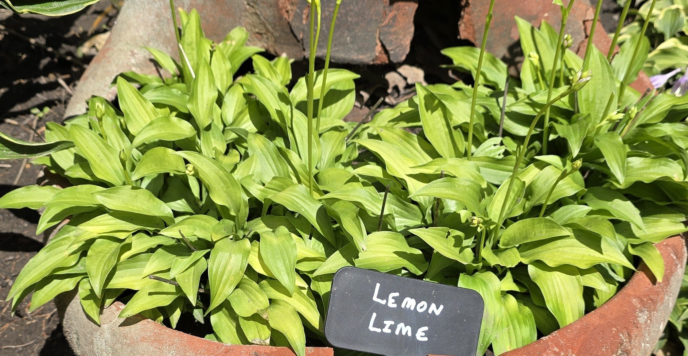 Hosta 'Lemon Lime'