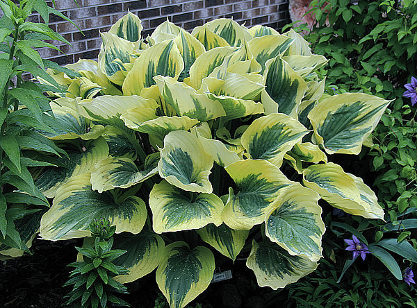 Hosta 'Liberty'