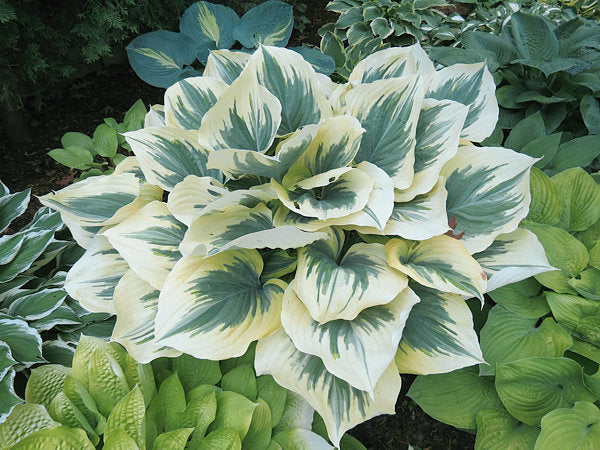 Hosta 'Liberty'
