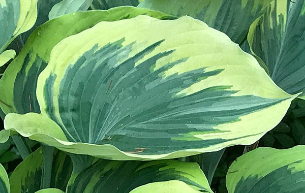 Hosta 'Liberty'
