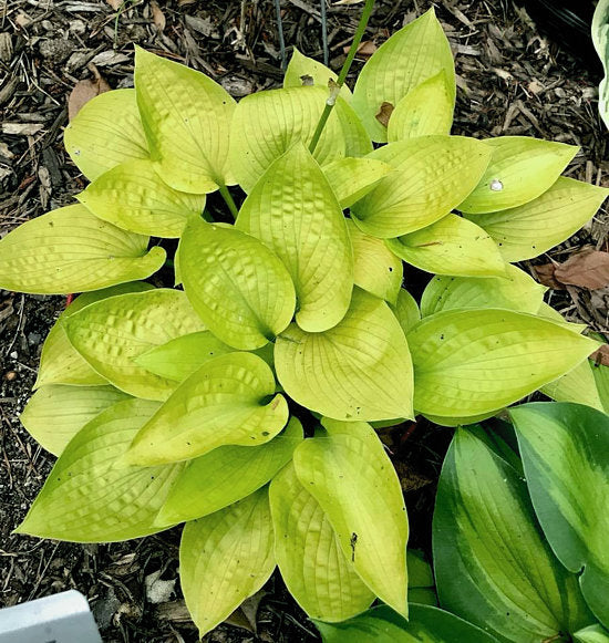 Hosta 'Little Aurora'