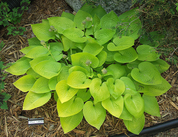 Hosta 'Little Aurora'
