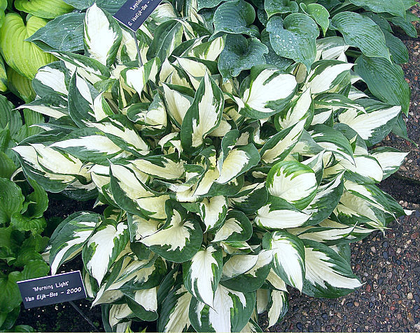 Hosta 'Loyalist'