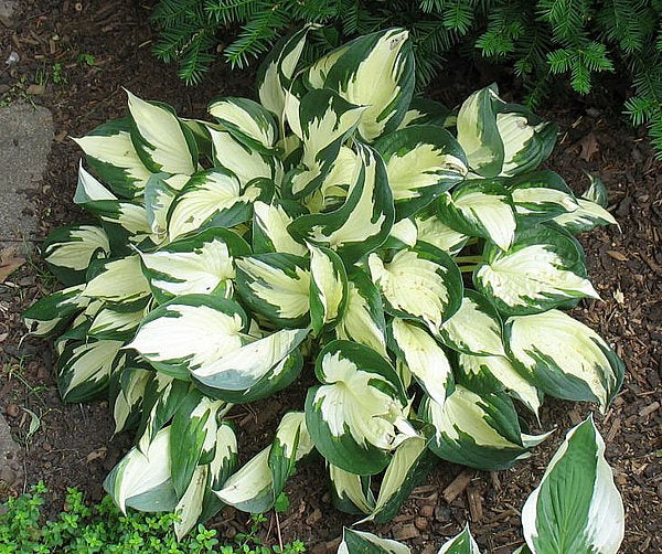 Hosta 'Loyalist'