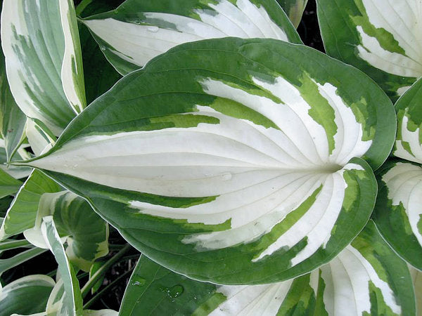 Hosta 'Loyalist'