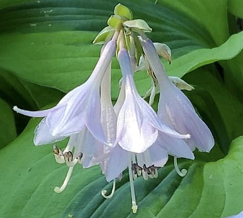 Hosta 'Luna Moth'