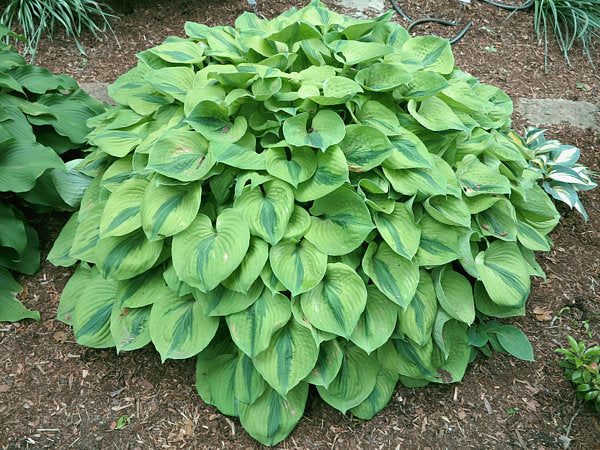 Hosta 'Luna Moth'