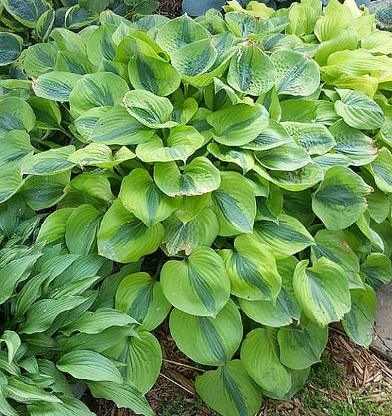 Hosta 'Luna Moth'