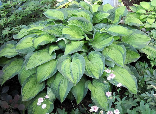 Hosta 'Lunar Orbit'