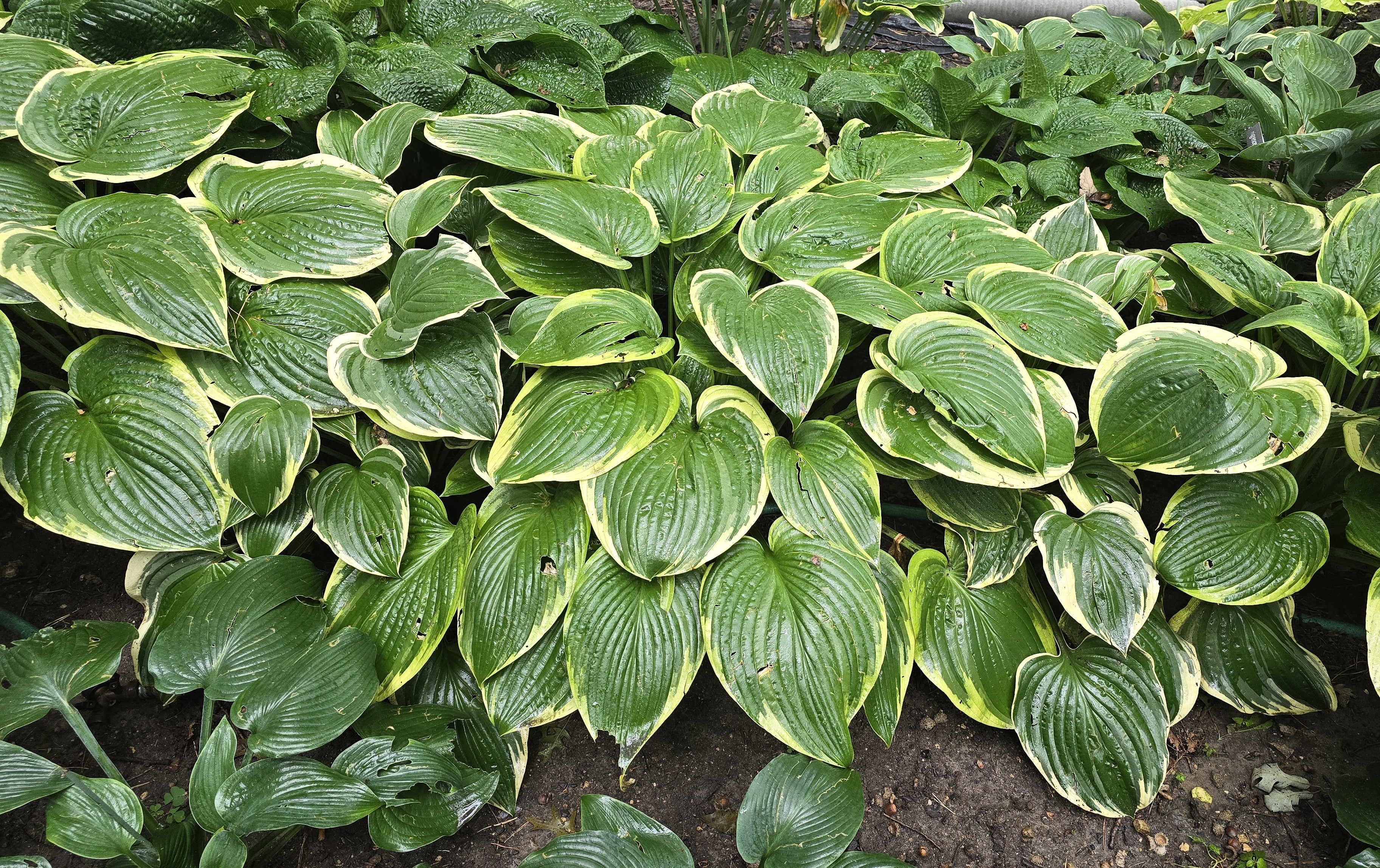 Hosta 'Mardi Gras'