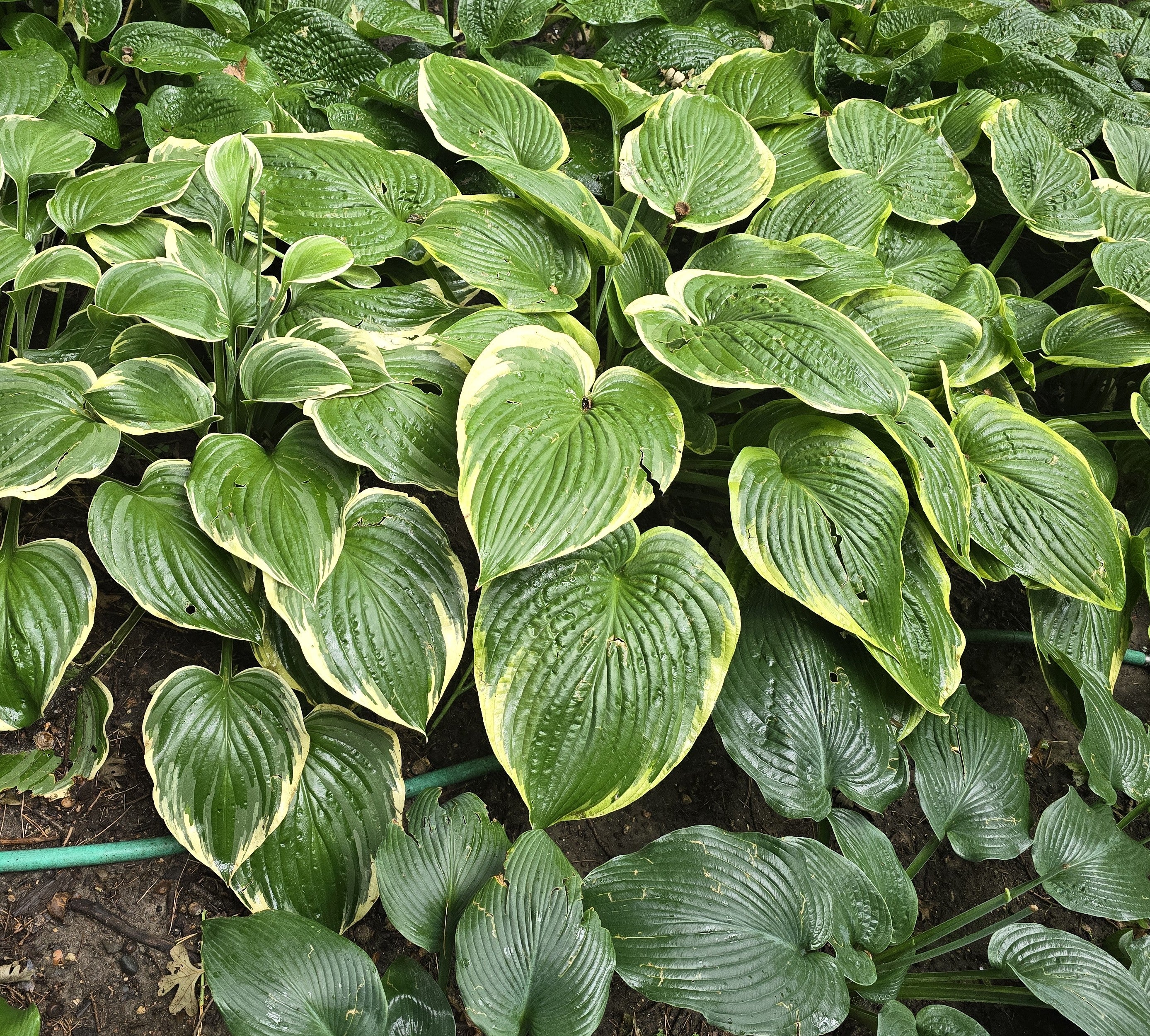 Hosta 'Mardi Gras'