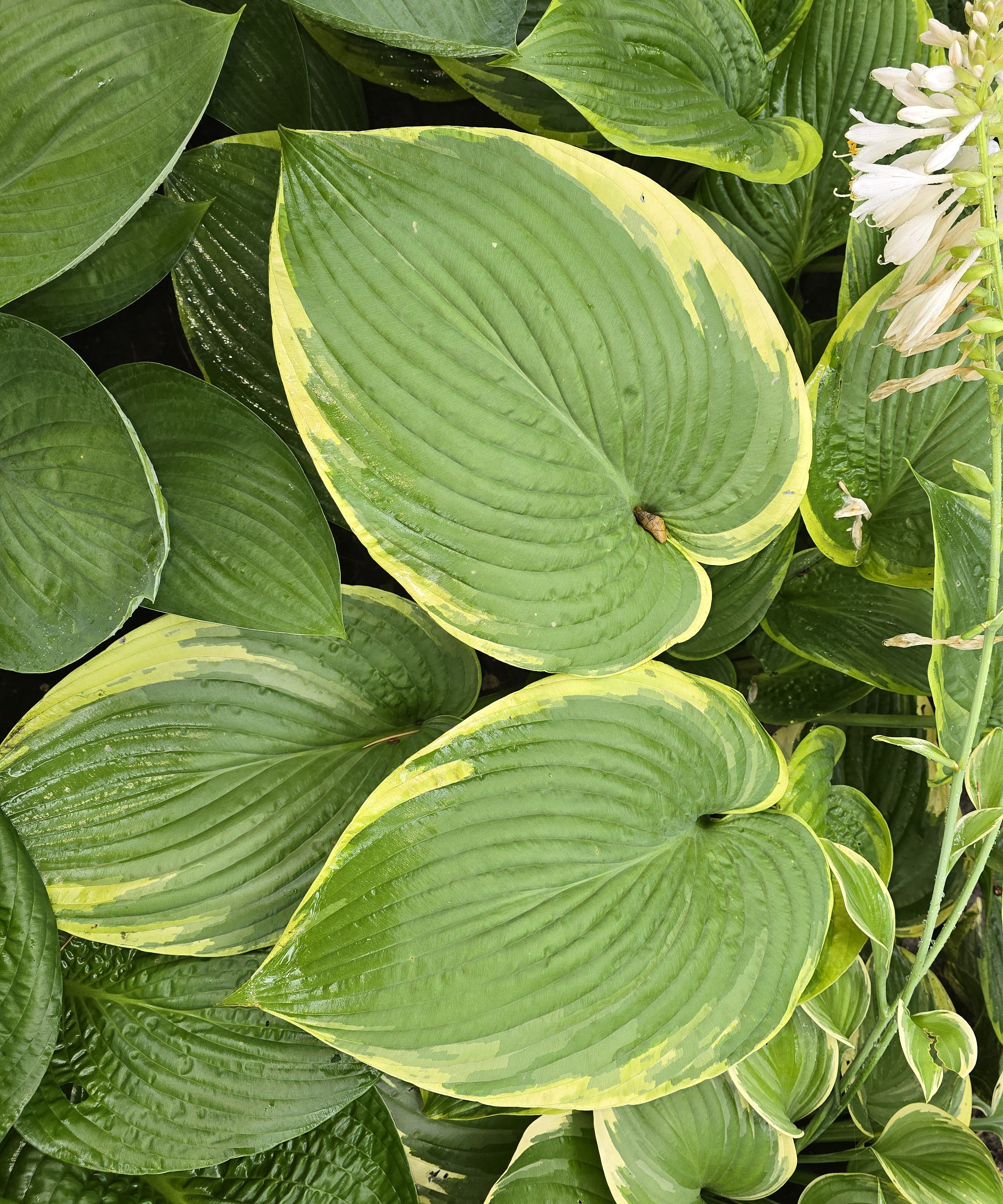 Hosta 'Mardi Gras'