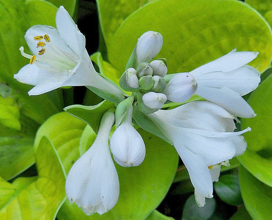 Hosta 'Maui Buttercups'