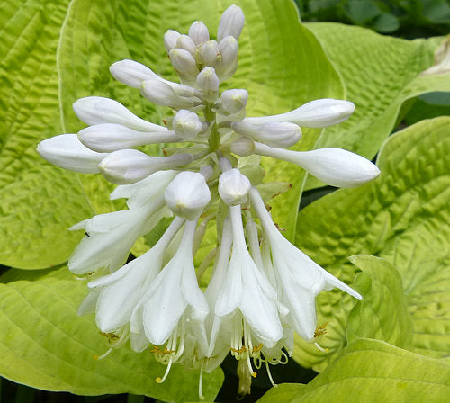 Hosta 'Maui Buttercups'