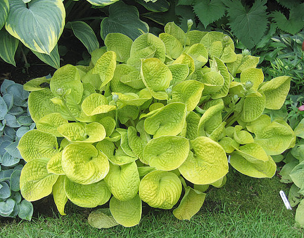 Hosta 'Maui Buttercups'