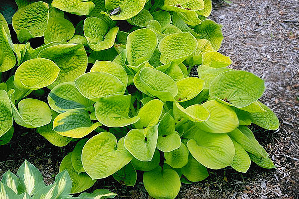 Hosta 'Maui Buttercups'