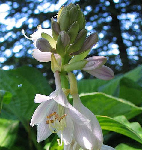 Hosta 'Midwest Magic'
