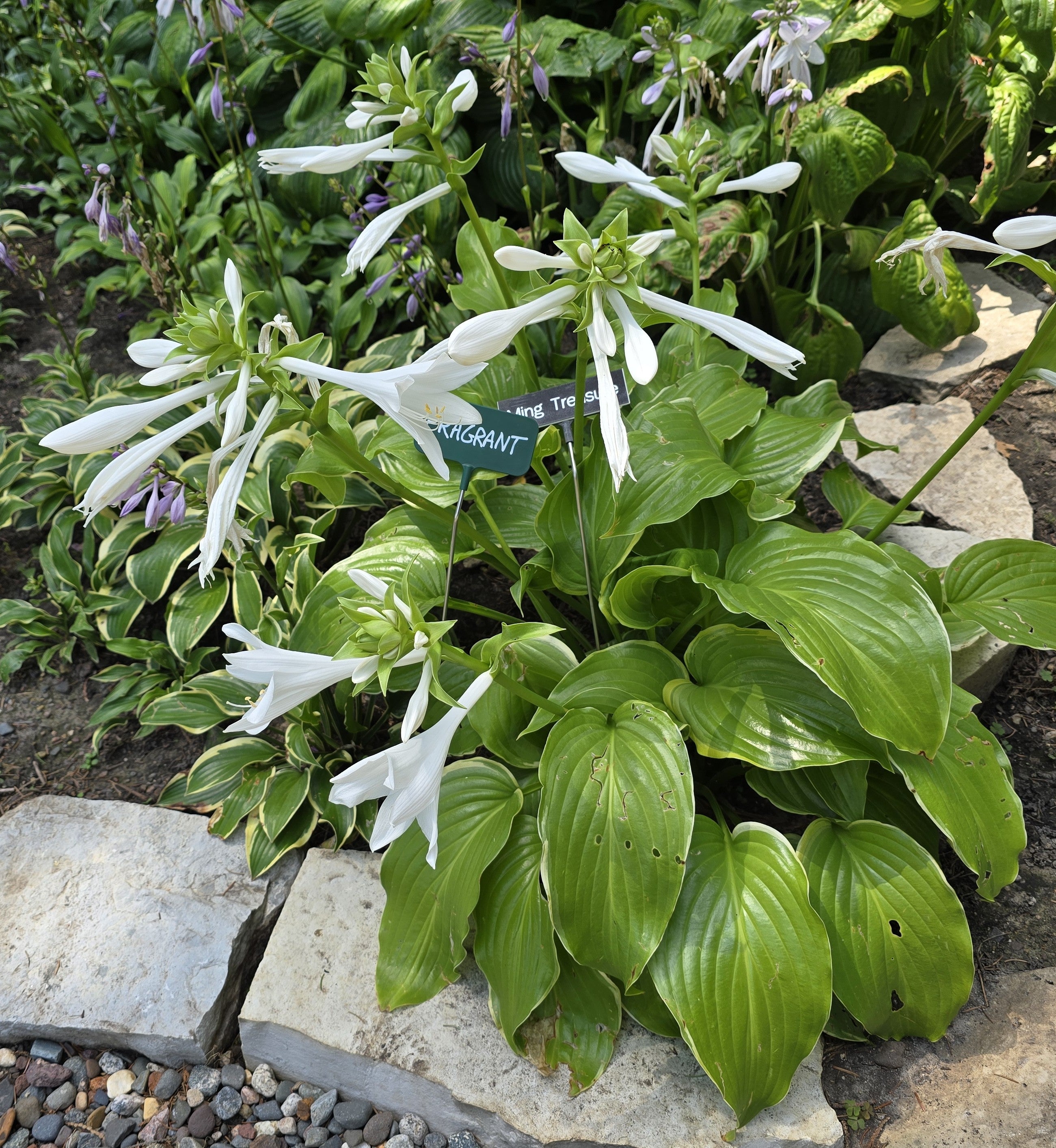 Hosta 'Ming Treasure'
