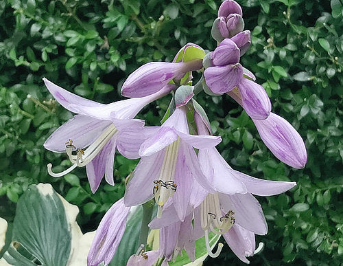 Hosta 'Minuteman'