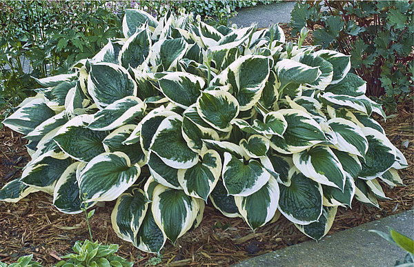 Hosta 'Minuteman'