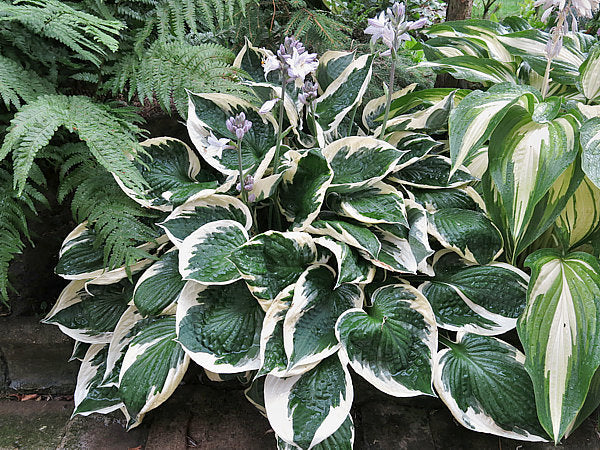 Hosta 'Minuteman'