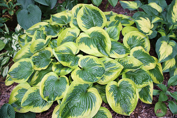 Hosta 'Miss Mykah'