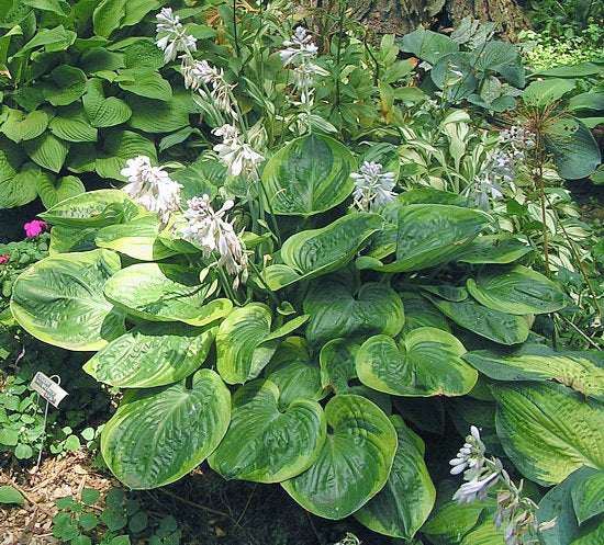 Hosta 'Miss Mykah'