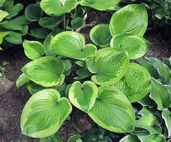 Hosta 'Miss Mykah'
