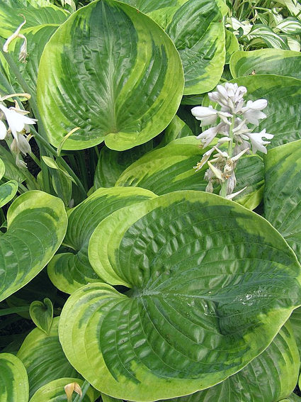 Hosta 'Miss Mykah'