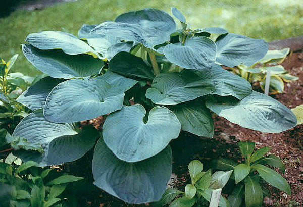 Hosta 'Mississippi Delta'