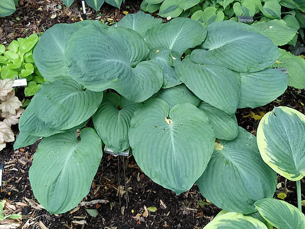 Hosta 'Mississippi Delta'