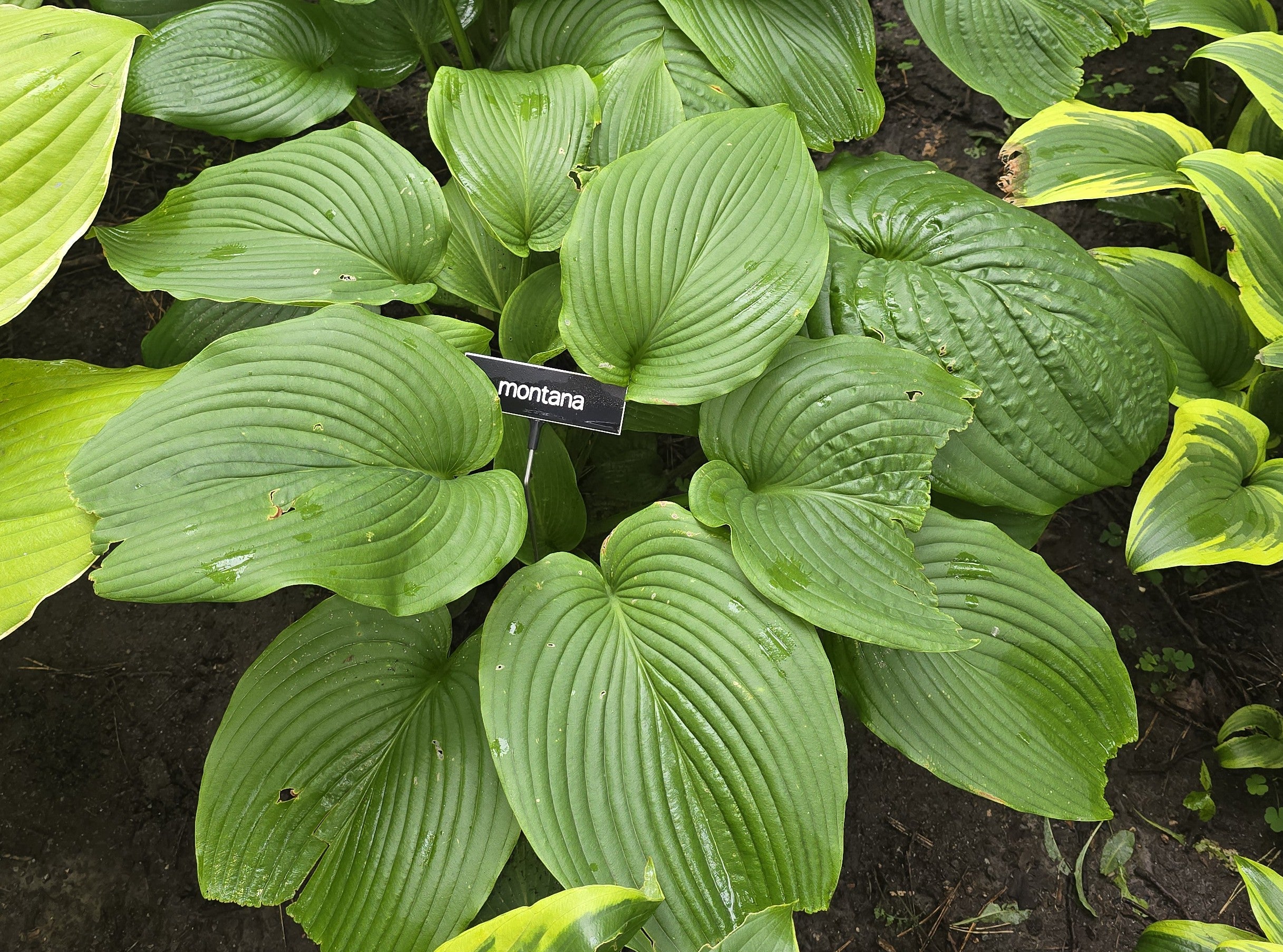 Hosta 'montana'