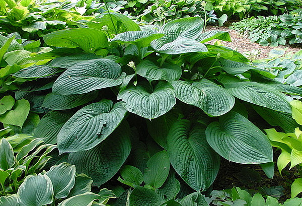 Hosta 'Mr. Big'