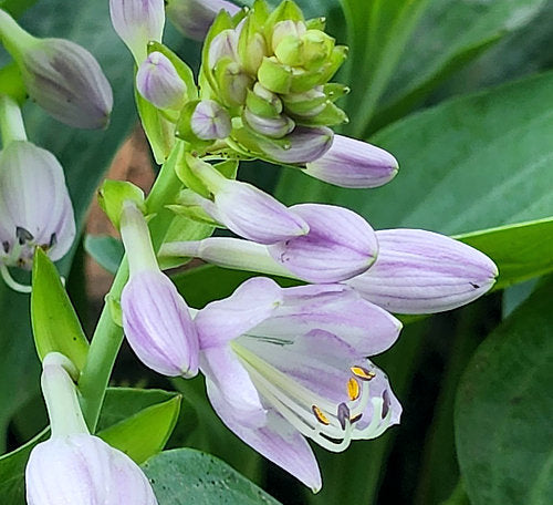 Hosta 'Mystic Star'