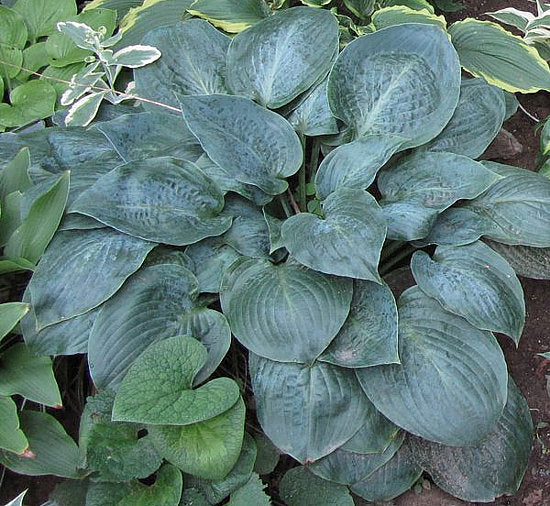 Hosta 'Mystic Star'