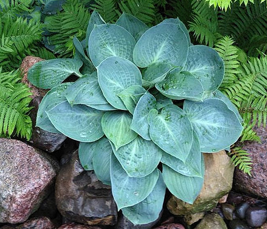 Hosta 'Mystic Star'