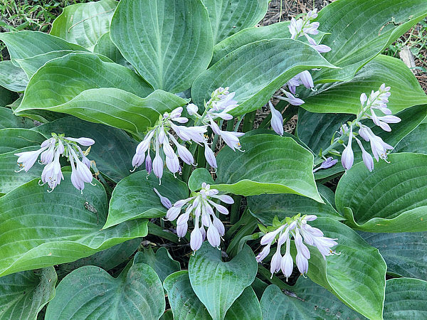 Hosta 'Mystic Star'