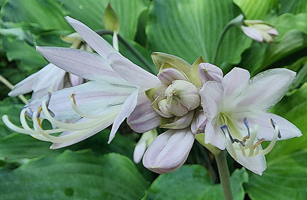 Hosta 'Neptune'