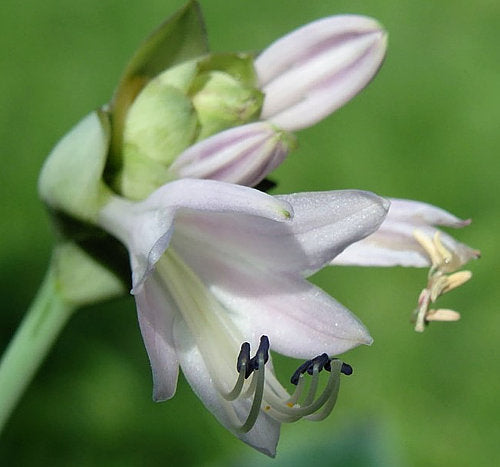 Hosta 'Neptune'