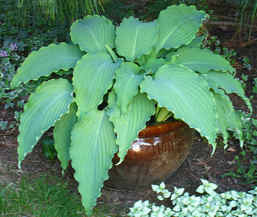Hosta 'Neptune'